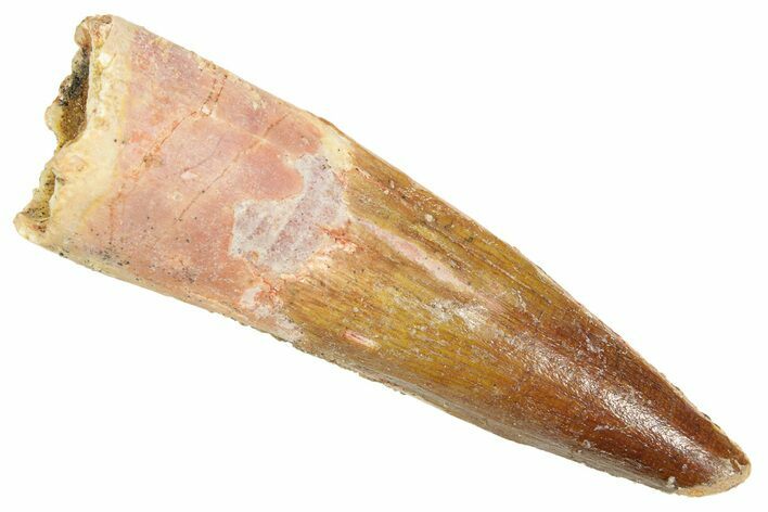 Fossil Spinosaurus Tooth - Real Dinosaur Tooth #363090